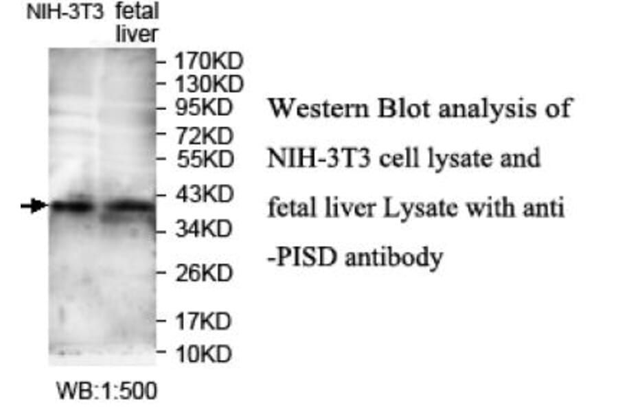 PISD Antibody from Signalway Antibody (39713) - Antibodies.com