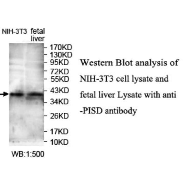 PISD Antibody from Signalway Antibody (39713) - Antibodies.com