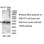 PISD Antibody from Signalway Antibody (39713) - Antibodies.com