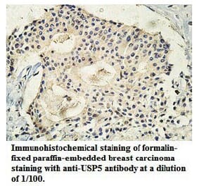 USP5 Antibody from Signalway Antibody (39748) - Antibodies.com