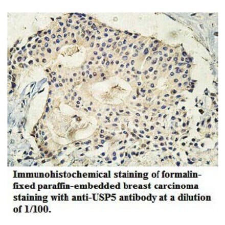 USP5 Antibody from Signalway Antibody (39748) - Antibodies.com