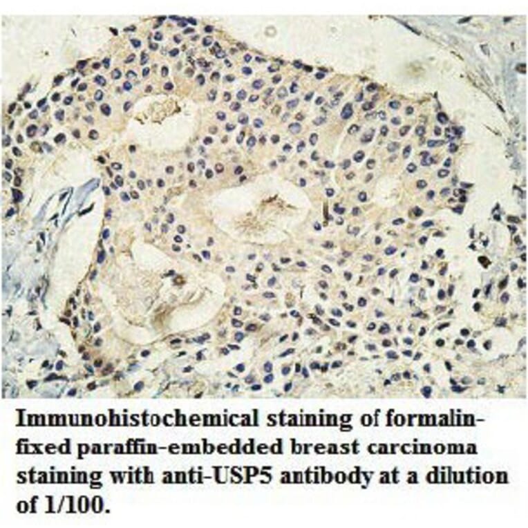 USP5 Antibody from Signalway Antibody (39748) - Antibodies.com