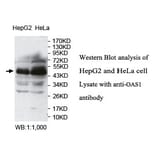 OAS1 Antibody from Signalway Antibody (39760) - Antibodies.com