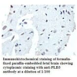 PLD3 Antibody from Signalway Antibody (39791) - Antibodies.com