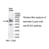 PLD3 Antibody from Signalway Antibody (39791) - Antibodies.com