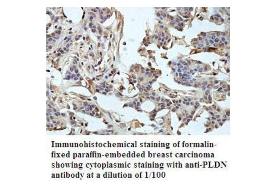 PLDN Antibody from Signalway Antibody (39792) - Antibodies.com