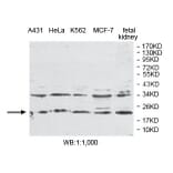 PLDN Antibody from Signalway Antibody (39792) - Antibodies.com