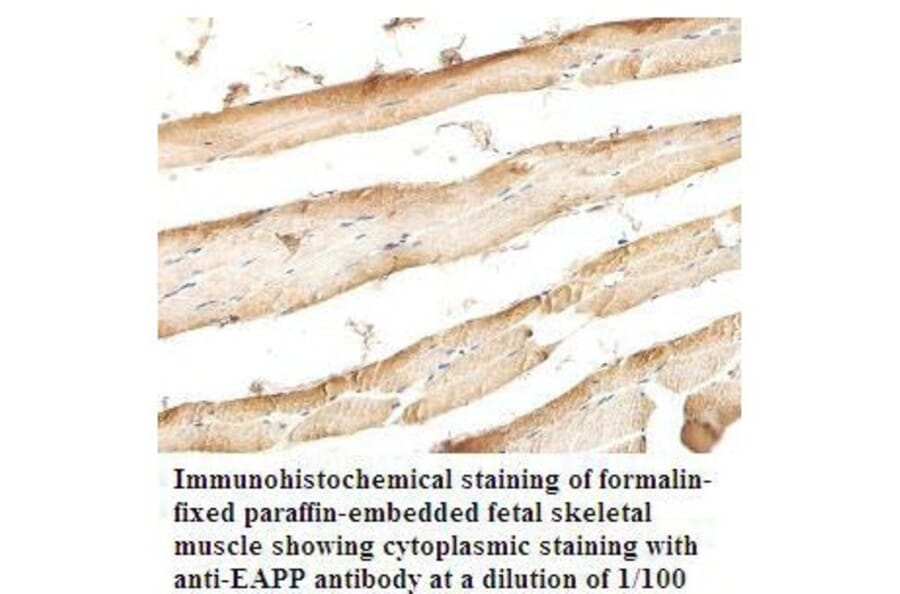 EAPP Antibody from Signalway Antibody (39811) - Antibodies.com