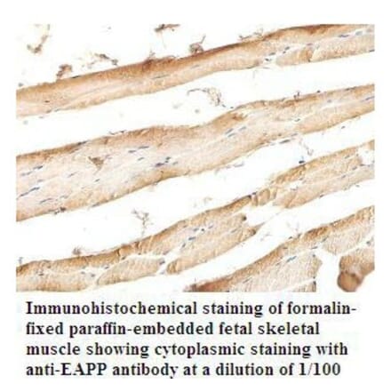 EAPP Antibody from Signalway Antibody (39811) - Antibodies.com
