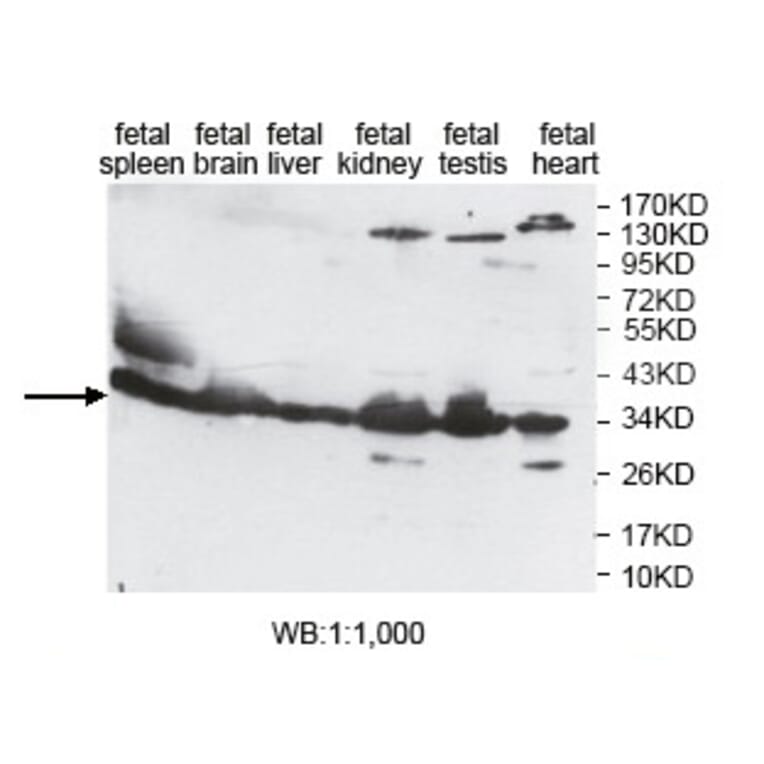 EAPP Antibody from Signalway Antibody (39811) - Antibodies.com