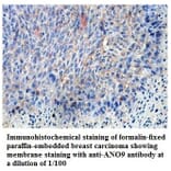 ANO9 Antibody from Signalway Antibody (39822) - Antibodies.com