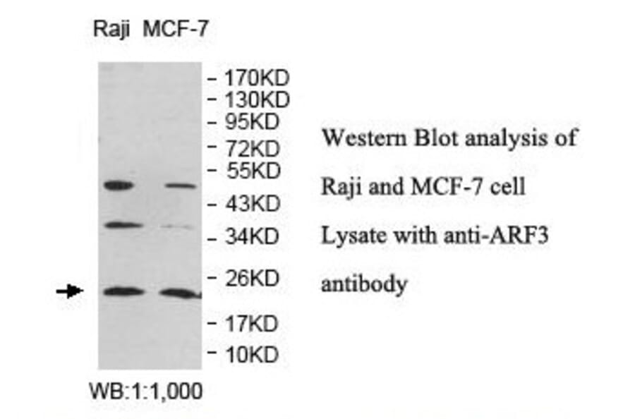 ARF3 Antibody from Signalway Antibody (39829) - Antibodies.com
