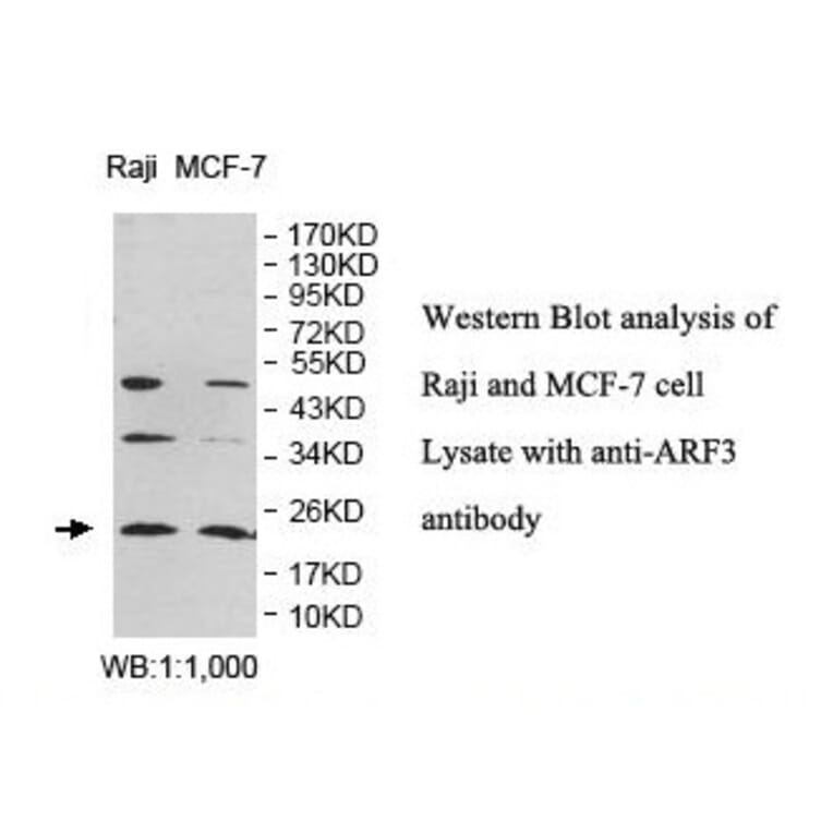 ARF3 Antibody from Signalway Antibody (39829) - Antibodies.com