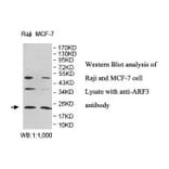 ARF3 Antibody from Signalway Antibody (39829) - Antibodies.com