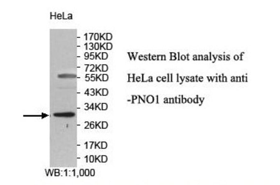 PNO1 Antibody from Signalway Antibody (39851) - Antibodies.com