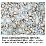 PODN Antibody from Signalway Antibody (39852) - Antibodies.com