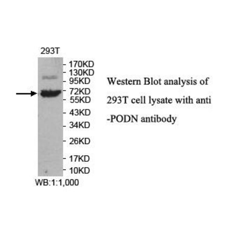 PODN Antibody from Signalway Antibody (39852) - Antibodies.com