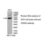PODN Antibody from Signalway Antibody (39852) - Antibodies.com