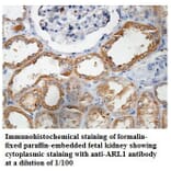 ARL1 Antibody from Signalway Antibody (39854) - Antibodies.com