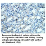 YES1 Antibody from Signalway Antibody (39868) - Antibodies.com