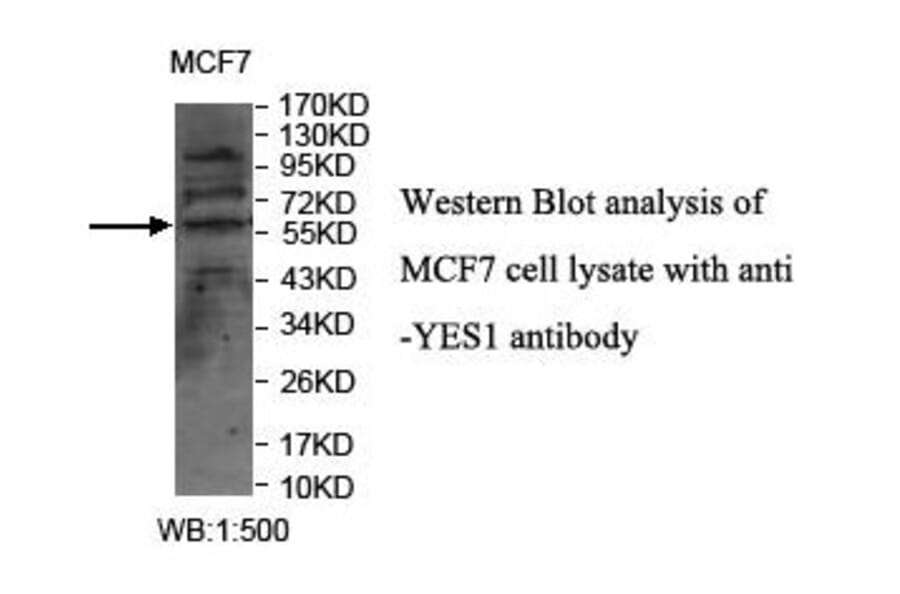 YES1 Antibody from Signalway Antibody (39868) - Antibodies.com