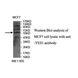 YES1 Antibody from Signalway Antibody (39868) - Antibodies.com