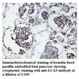 LCA5 Antibody from Signalway Antibody (39878) - Antibodies.com