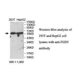 FGD5 Antibody from Signalway Antibody (39907) - Antibodies.com