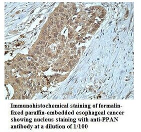 PPAN Antibody from Signalway Antibody (39913) - Antibodies.com