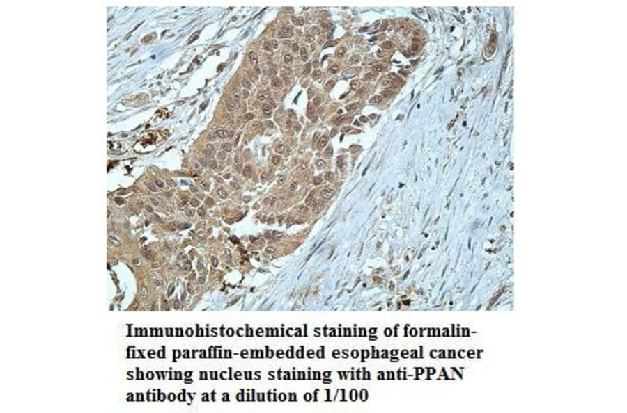 PPAN Antibody from Signalway Antibody (39913) - Antibodies.com