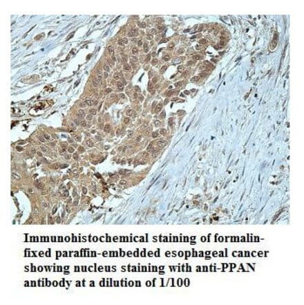 PPAN Antibody from Signalway Antibody (39913) - Antibodies.com