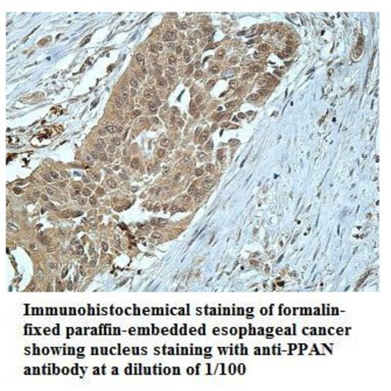 PPAN Antibody from Signalway Antibody (39913) - Antibodies.com