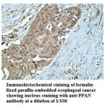 PPAN Antibody from Signalway Antibody (39913) - Antibodies.com