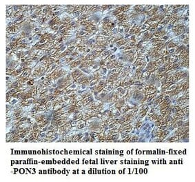 PON3 Antibody from Signalway Antibody (39919) - Antibodies.com