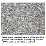 PON3 Antibody from Signalway Antibody (39919) - Antibodies.com