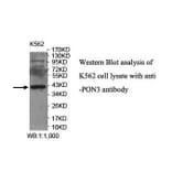 PON3 Antibody from Signalway Antibody (39919) - Antibodies.com