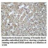 FDXR Antibody from Signalway Antibody (39920) - Antibodies.com