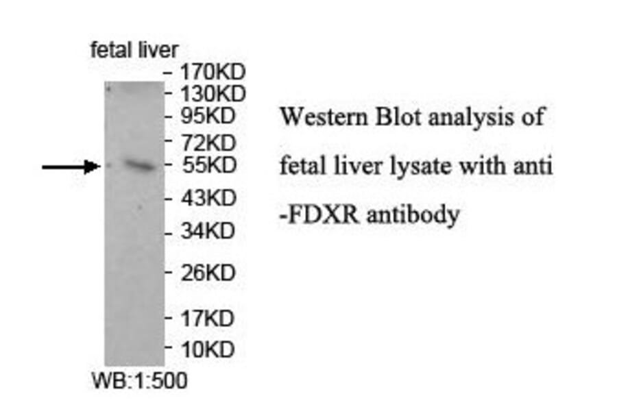 FDXR Antibody from Signalway Antibody (39920) - Antibodies.com