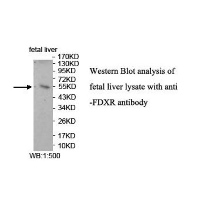 FDXR Antibody from Signalway Antibody (39920) - Antibodies.com