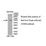 FDXR Antibody from Signalway Antibody (39920) - Antibodies.com