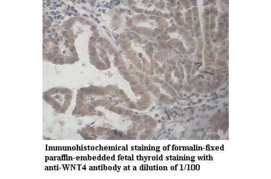 WNT4 Antibody from Signalway Antibody (39960) - Antibodies.com