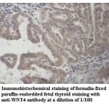 WNT4 Antibody from Signalway Antibody (39960) - Antibodies.com