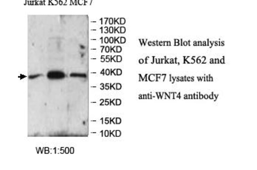 WNT4 Antibody from Signalway Antibody (39960) - Antibodies.com