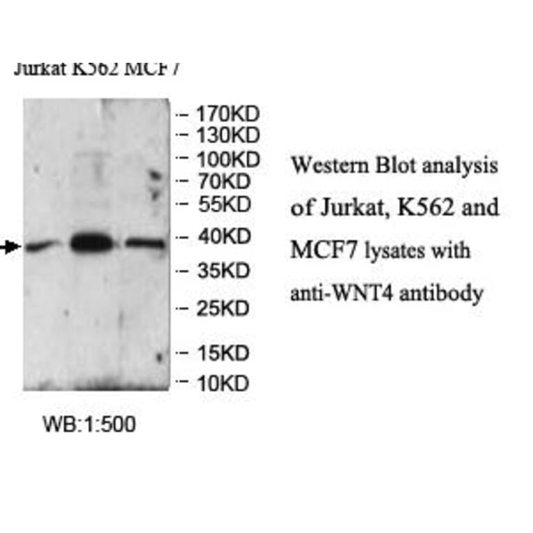 WNT4 Antibody from Signalway Antibody (39960) - Antibodies.com