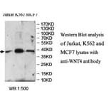 WNT4 Antibody from Signalway Antibody (39960) - Antibodies.com