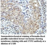 VNN2 Antibody from Signalway Antibody (39964) - Antibodies.com