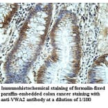 VWA2 Antibody from Signalway Antibody (39967) - Antibodies.com