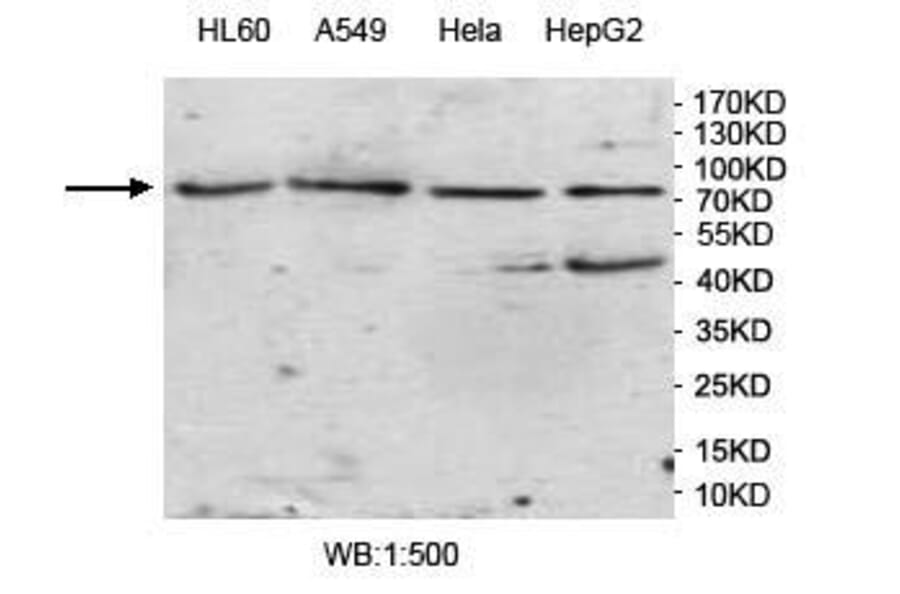 VWA2 Antibody from Signalway Antibody (39967) - Antibodies.com