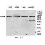 VWA2 Antibody from Signalway Antibody (39967) - Antibodies.com