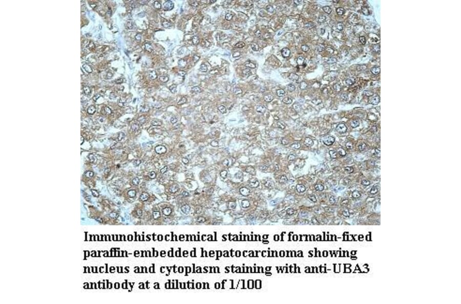 UBA3 Antibody from Signalway Antibody (39968) - Antibodies.com